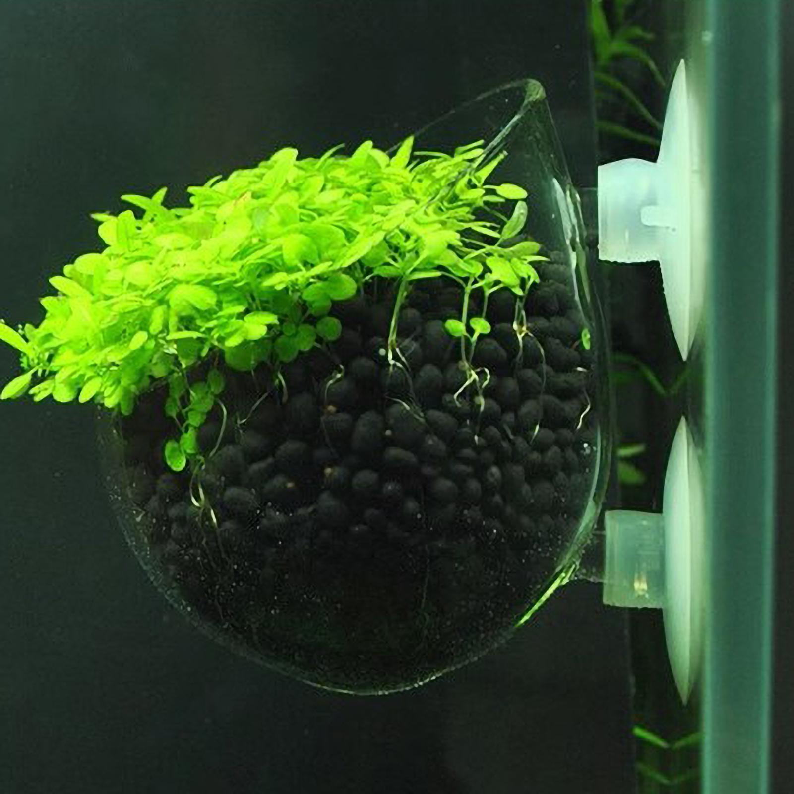 Aquarium Plant Ornament - Aquarium Plant Holder Glass Aquatic Plant