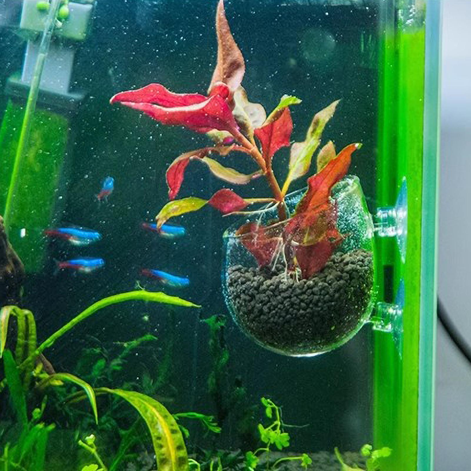 Aquarium Plant Holder Glass Aq - Aquarium Plant Ornament 评论和价格